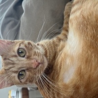Sarman, Kedi  Luna fotoğrafı