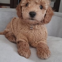 Poodle (Minyatür Kaniş), Köpek  Bolt fotoğrafı