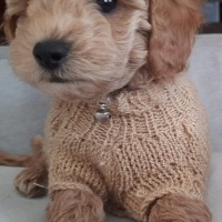 Poodle (Minyatür Kaniş), Köpek  Bolt fotoğrafı