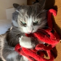 Tekir Kedi, Kedi  Duman fotoğrafı