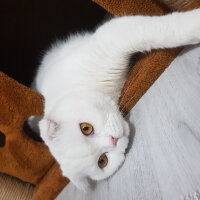 Scottish Fold, Kedi  Rifkican fotoğrafı