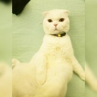 Scottish Fold, Kedi  Rifkican fotoğrafı