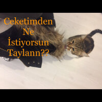 Tekir Kedi, Kedi  Taylan fotoğrafı