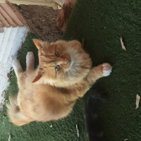 Tekir Kedi, Kedi  Taylan fotoğrafı