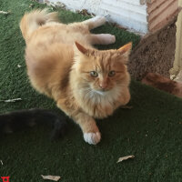 Tekir Kedi, Kedi  Taylan fotoğrafı