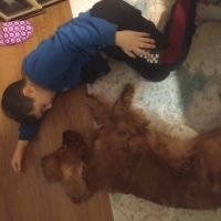 İngiliz Cocker Spaniel, Köpek  Tarçın fotoğrafı