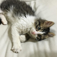 Tekir Kedi, Kedi  Afacan fotoğrafı