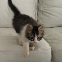 Tekir Kedi, Kedi  Afacan fotoğrafı