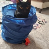 Bombay, Kedi  NEGRO fotoğrafı