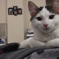 Tekir Kedi, Kedi  Şans fotoğrafı