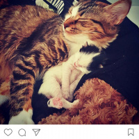 Tekir Kedi, Kedi  Şans fotoğrafı