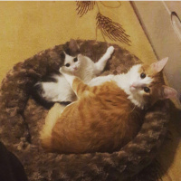 Tekir Kedi, Kedi  Şans fotoğrafı