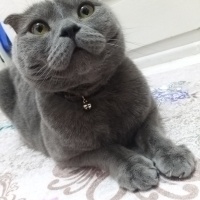 Scottish Fold, Kedi  Duman fotoğrafı