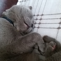 Scottish Fold, Kedi  Duman fotoğrafı