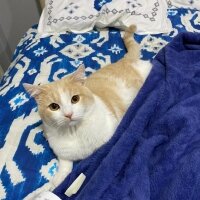 American Shorthair, Kedi  Maskara fotoğrafı