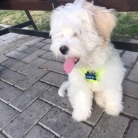 Maltese, Köpek  Casper fotoğrafı