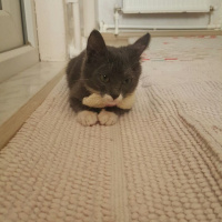 Tekir Kedi, Kedi  Sisi fotoğrafı