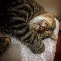 Tekir Kedi, Kedi  BONCUK fotoğrafı