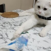 Scottish Fold, Kedi  Leocanımız?❤️❤️ fotoğrafı