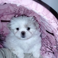 Shih Tzu, Köpek  Dido fotoğrafı