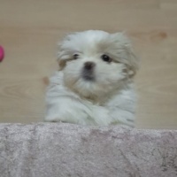 Shih Tzu, Köpek  Dido fotoğrafı