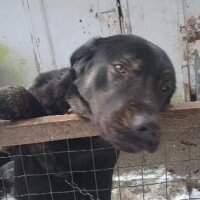 Labrador Retriever, Köpek  Zeytin fotoğrafı