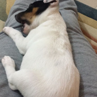 Jack Russell Terrier, Köpek  Prenses fotoğrafı