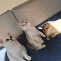 British Shorthair, Kedi  Peluş fotoğrafı