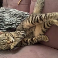 Tekir Kedi, Kedi  Turşu fotoğrafı