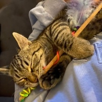 Tekir Kedi, Kedi  Turşu fotoğrafı