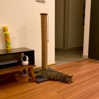 Tekir Kedi, Kedi  Turşu fotoğrafı