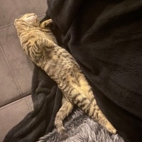 Tekir Kedi, Kedi  Turşu fotoğrafı