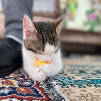 Tekir Kedi, Kedi  Turşu fotoğrafı