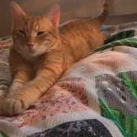 Sarman, Kedi  Paşa fotoğrafı