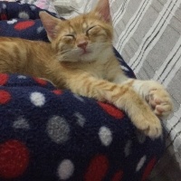 Sarman, Kedi  Paşa fotoğrafı