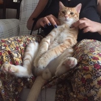 Sarman, Kedi  Paşa fotoğrafı