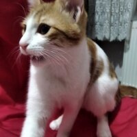 Sarman, Kedi  Minnoş fotoğrafı