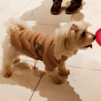 Maltese, Köpek  Betty fotoğrafı