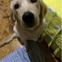 Golden Retriever, Köpek  Eylül fotoğrafı