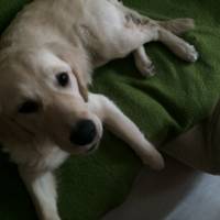 Golden Retriever, Köpek  Eylül fotoğrafı