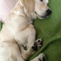 Golden Retriever, Köpek  Eylül fotoğrafı