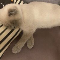 Scottish Fold, Kedi  Mavi fotoğrafı