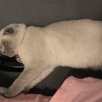 Scottish Fold, Kedi  Mavi fotoğrafı