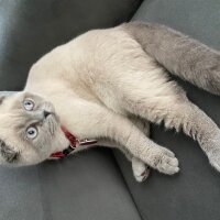 Scottish Fold, Kedi  Mavi fotoğrafı