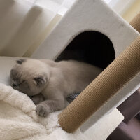 Scottish Fold, Kedi  Mavi fotoğrafı