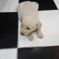 Golden Retriever, Köpek  Şila fotoğrafı