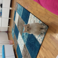 Chinchilla, Kedi  Minik, Şirin fotoğrafı