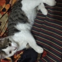 Tekir Kedi, Kedi  Şeri fotoğrafı