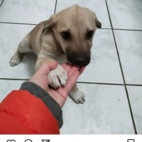 Kangal, Köpek  Scheila ( Şayla ) fotoğrafı