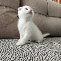 Scottish Fold, Kedi  Kedi fotoğrafı